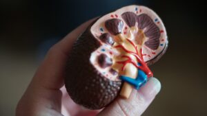 Model of a human kidney