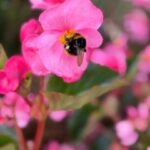 Pink summer flower blooms